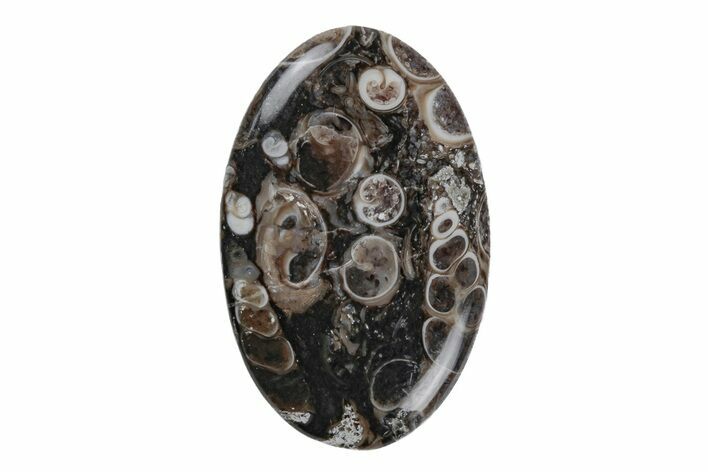 Polished Fossil Turritella Agate Cabochon - Wyoming #219195
